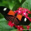 꽃과 나비 이미지