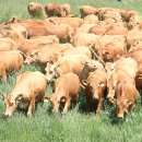 국립축산과학원 동물병원 이미지