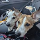 개모임 | (춘천여행)춘천 애견동반 당일치기여행│김유정문학촌·구곡폭포 혼자 강아지 2마리와 다녀온 후기