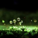 비야비야 이미지