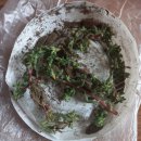 솔숲농원 이미지