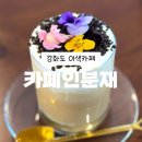 카페인 분재 네이버블로그