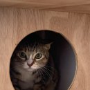 에어묘앤비 이미지