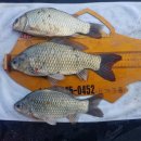 대류한버들낚시터 이미지