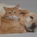 강아지와 고양이 이미지