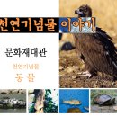 양양 포매리 백로와 왜가리 번식지 이미지