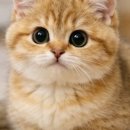 고양이분양 온리캣 이미지