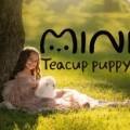 스누피독 miniteacuppuppy 이미지