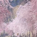 마리면사무소 | 거창가볼만한곳 용원정 쌀다리 덕천서원 거창 벚꽃 추천합니다