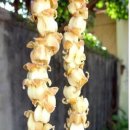 감꽃향기 이미지