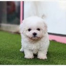 미니퍼피 이미지