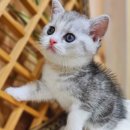 익산원펫 이미지