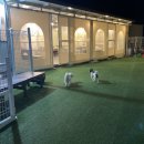 여수 스테이멍 애견펜션 이미지