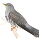 귀조 歸鳥 도연명 *두견이 귀향 쏙독새 사귀다 이미지