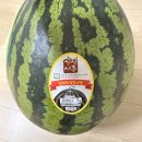 세종로컬푸드 싱싱장터 2호점 | 세종 싱싱장터 수박, 7kg에 21,000원 ㅣ 올 여름 첫 수박 솔직 후기