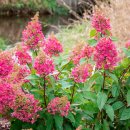 윙키핑키 이미지