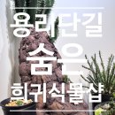 비자르플랫폼 | 【서울｜용산｜용리단길】 희귀식물샵｜아프리카 식물 비자르 플랫폼