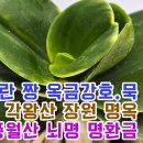 두엽풍란 짱 옥금강호.묵 대장금 취월호 각왕산 장원 명옥 탐라옥 천재 풍월산 뇌명 명환금 청옥환 이미지