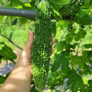 구름다리농장 이미지