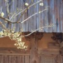 문화관광단지 N카페 건너편 | ﻿3.1.일/통도사 자장매 탐매,평산책방&amp; 청도 한재미나리 삼겹살 맛 여행 신청