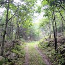 구룡령 옛길 이미지