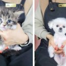 동양애견 강아지분양 고양이분양 이미지