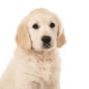 부여애견 이미지