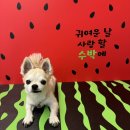 몽구네 애견유치원 이미지