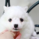 꼬마애견샵 이미지