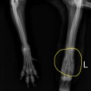 가경 나음 동물병원 이미지