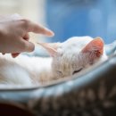 행복한집사 이미지