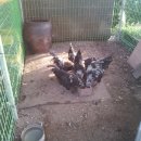 우리집토종닭 이미지