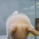 도그마루 강아지 고양이 부산점 | 도그마루 강아지고양이 부산점, 부산고양이분양으로 새로운 가족을 만나다
