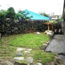 제주마농 이미지