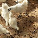 백봉건강원 - 태안군 군청로 31 | 백봉건강원