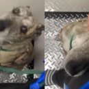 옆집강아지 이미지