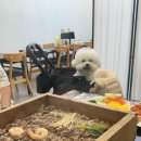 하늘별빛로 | [애견동반] 강아지랑 샤브샤브 가능? 무한리필 샤브샤브+편백찜 영종도 편편집 솔직후기!
