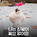 안녕댕댕쓰 Daum카페