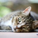 바른마음동물병원 이미지