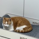 폴리타워 | 고양이 스크래쳐 추천 크로노 폴리 스크래처 시리즈