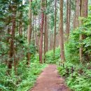 피톤치드 이미지