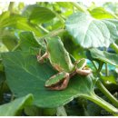 김미자농장 이미지