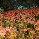 꽃무릇공원 이미지