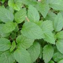 【패출리 Patchouli】 「동남아시아가 원산지인 꿀풀과의 상록 관목」 이미지