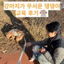 [하울독] 강아지를 무서워하는 아이 교육 후기