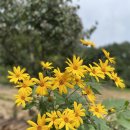 서대산농장 | 서대산 사과대추 농장 다녀온 후기