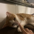 네발친구들 이미지