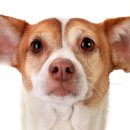 토닥토닥동물병원 이미지