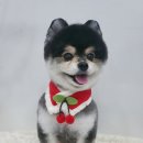 펫토피아미용실 이미지