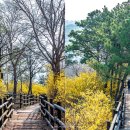 개나리공원1 이미지